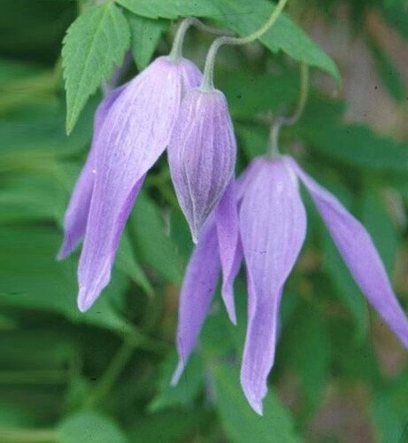 Clematis Alpina Blue Dancer 3 Litre