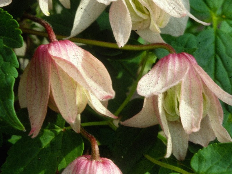 Clematis Alpina Pink Flamingo 3 Litre - Stewarts Garden Centre