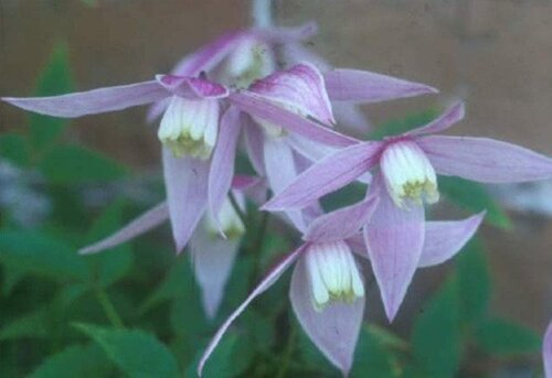 Clematis Alpina Willy 3 Litre