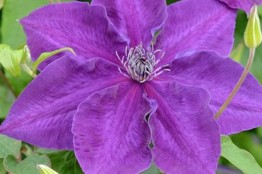 Clematis Amethyst Beauty 3 litre