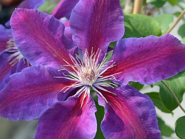 Clematis Anna Louise 3 Litre