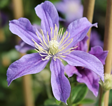 Clematis Arabella 3 Litre