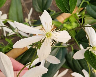 Clematis Armandii 3 litre - image 1