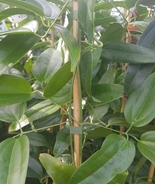 Clematis Armandii 3 Litre - image 2