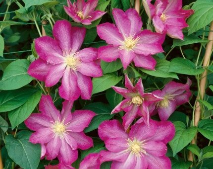 Clematis Asao 3 Litre