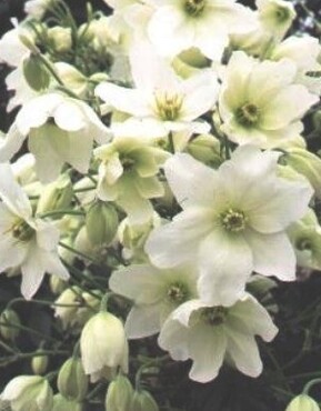 Clematis Avalanche on Trellis 7 Litre