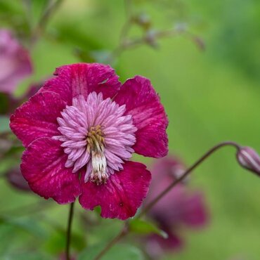 Clematis Avant-Garde 3 Litre