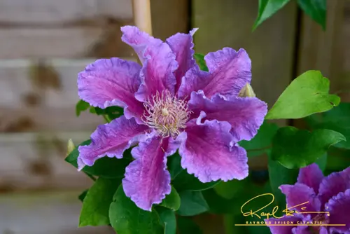 Clematis Baroness Fookes 3 Litre