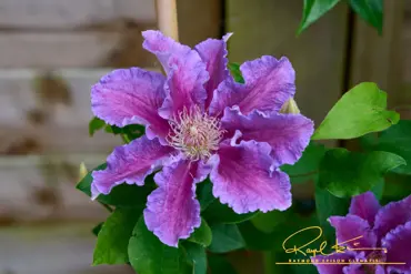 Clematis Baroness Fookes 3 Litre