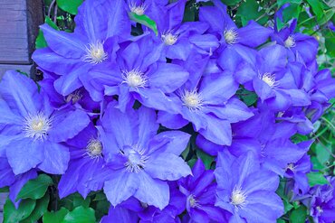 Clematis 'Beauty Of Worcester' 3 Litre