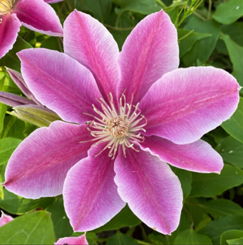 Clematis Bees Jubilee 3 Litre