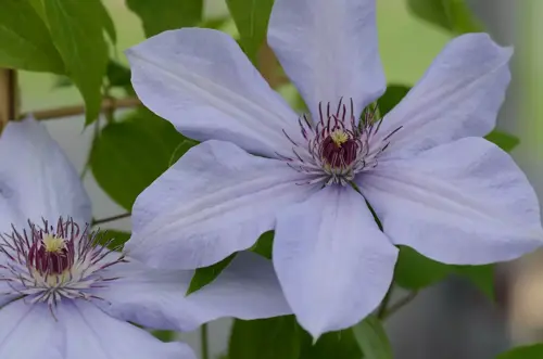 Clematis Bernadine 3 Litre