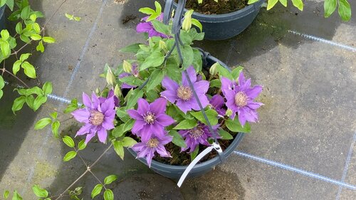 Clematis Bijou Hanging Pot 3 Litre - image 2