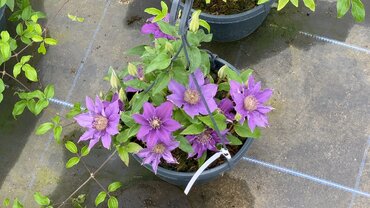 Clematis Bijou Hanging Pot 3 Litre - image 2