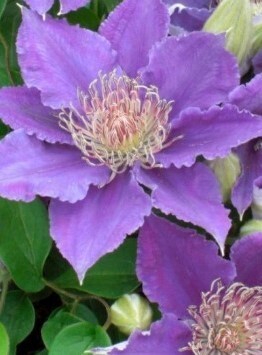 Clematis Bijou Hanging Pot 3 Litre - image 1