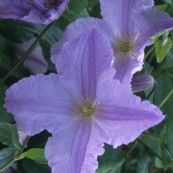 Clematis Blue Angel 3 Litre