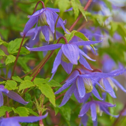 Clematis 'Blue Lagoon' 3 Litre