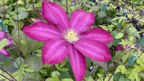 Clematis Bourbon 3 Litre