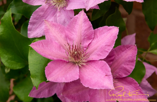 Clematis Bridgewater 3 Litre