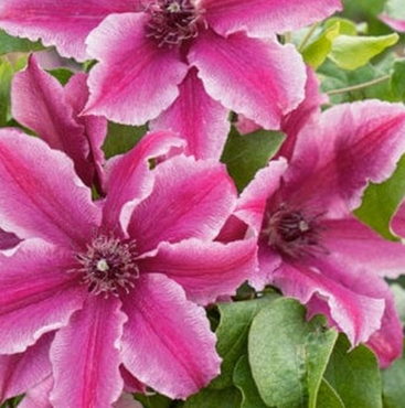 Clematis Carnaby 3 Litre