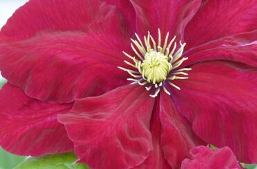 Clematis Charmaine 3 litre