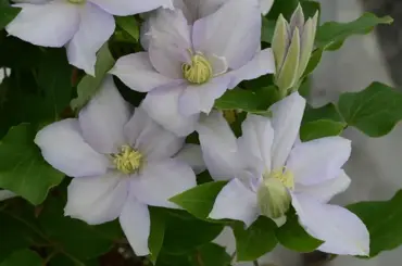 Clematis Chelsea Hanging Basket