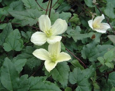 Clematis Cirrhosa Jingle Bells 3 Litre