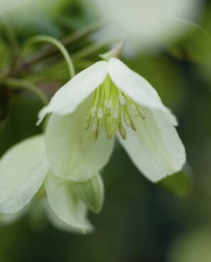Clematis Cirrhosa Wisley Cream 3 Litre