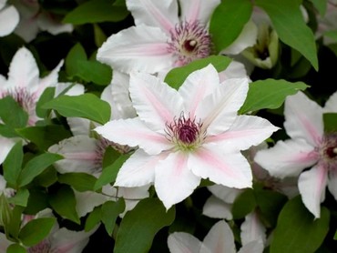 Clematis Countess Of Wessex 3 litre