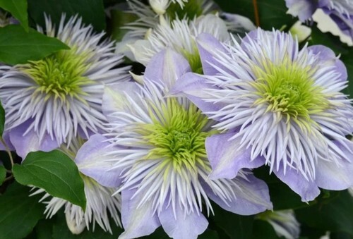 Clematis Crystal Fountain 3 Litre