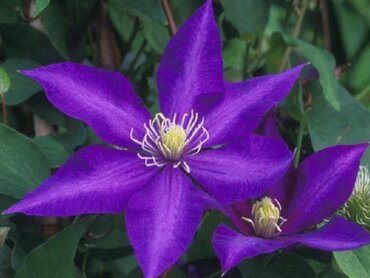 Clematis Daniel Deronda 3 Litre