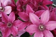 Clematis Darcy 2 Litre