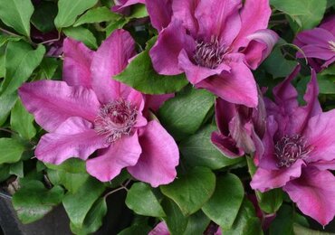 Clematis Darcy 2 Litre