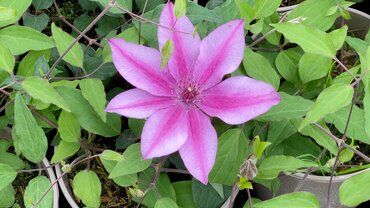 Clematis Darcy Hanging Basket 3 litre