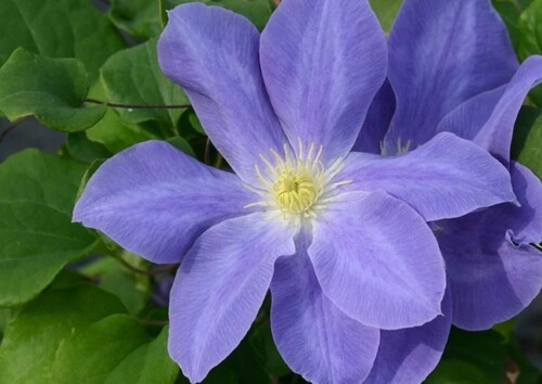 Clematis Dianas Delight 3 litre