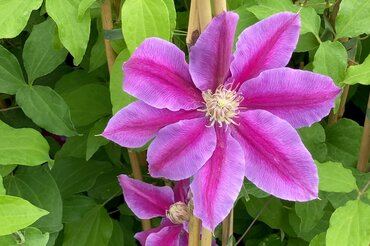 Clematis Dr. Ruppel 3 Litre