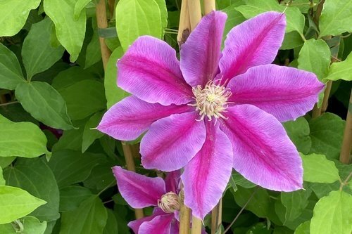 Clematis Dr Ruppel 3 litre