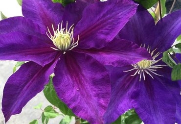 Clematis Duchess Of Cornwall 3 Litre