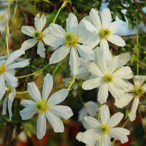 Clematis Early Sensation 3 Litre