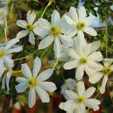 Clematis 'Early Sensation' 3 Litre