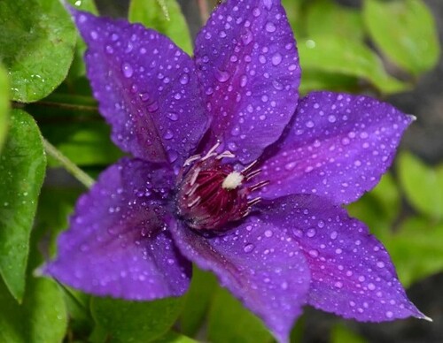 Clematis Edda 3 Litre