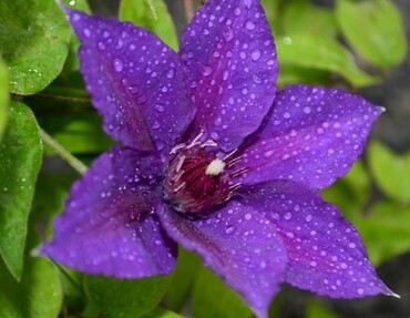 Clematis Edda 3 Litre