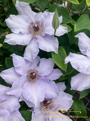 Clematis Eliza 3 Litre