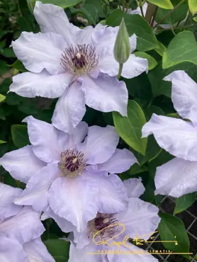 Clematis Eliza 3 Litre