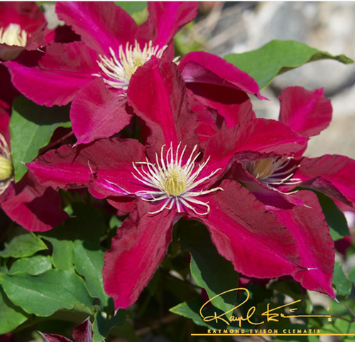 Clematis Elpis 3 Litre