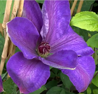 Clematis Elsa Spath 3 Litre