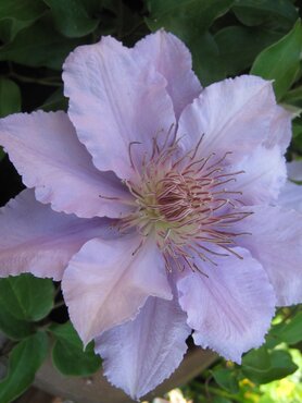 Clematis Filigree 2 Litre