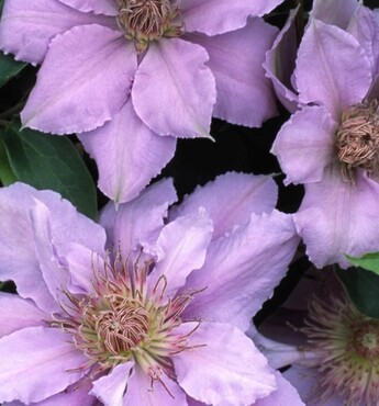 Clematis Filligree 3 litre