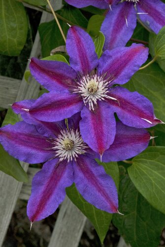 Clematis 'Fireworks' 3 Litre