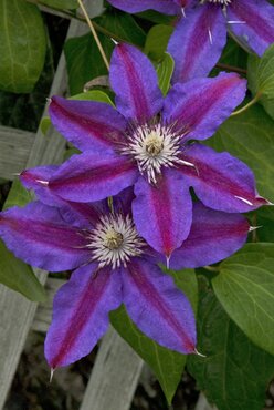 Clematis 'Fireworks' 3 Litre